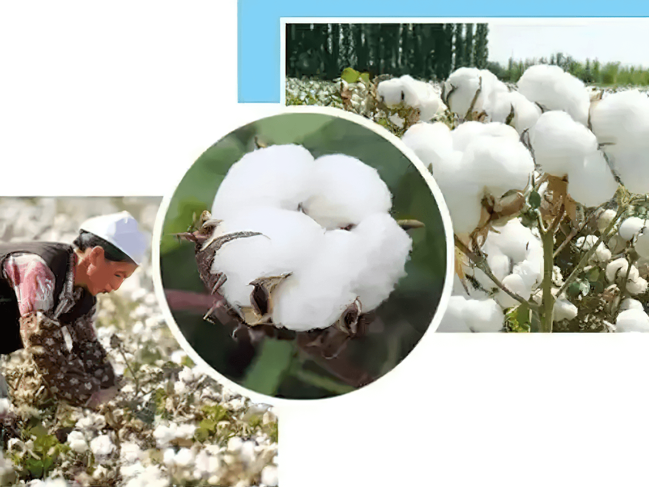 Cotton fields with harvester and close-up of cotton plants used in Kids Hooded Cotton Parka Jacket with Warm Lining - SF3591.