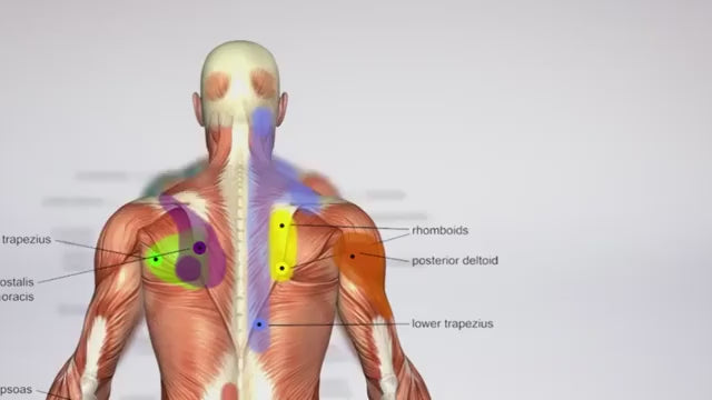 Illustration of human back muscles with labels, highlighting rhomboids and trapezius for educational anatomy study.