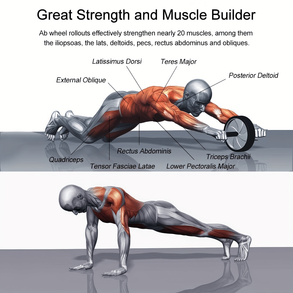 Illustration of a man using an ab roller, highlighting muscles like abs, deltoids, and lats engaged during the workout.